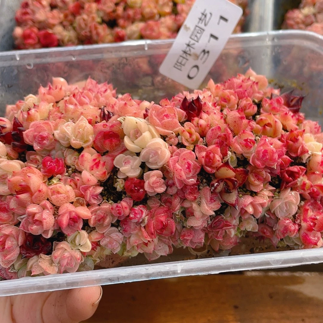 多肉植物多肉植物311