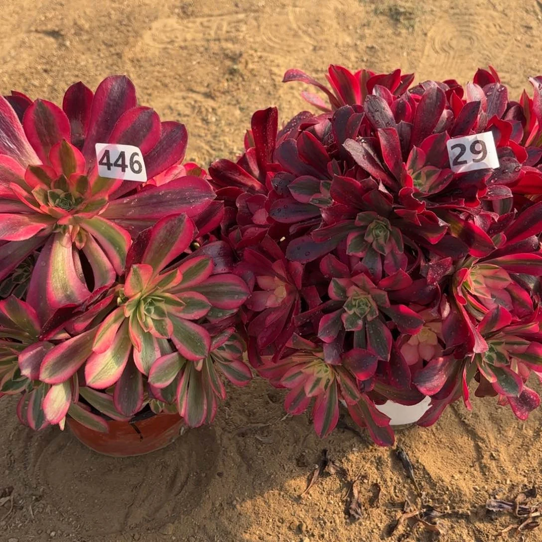 ?***风446.295美杜莎两颗有瑕疵不包损