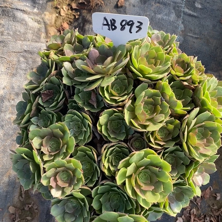 万圣节1棵893号111111