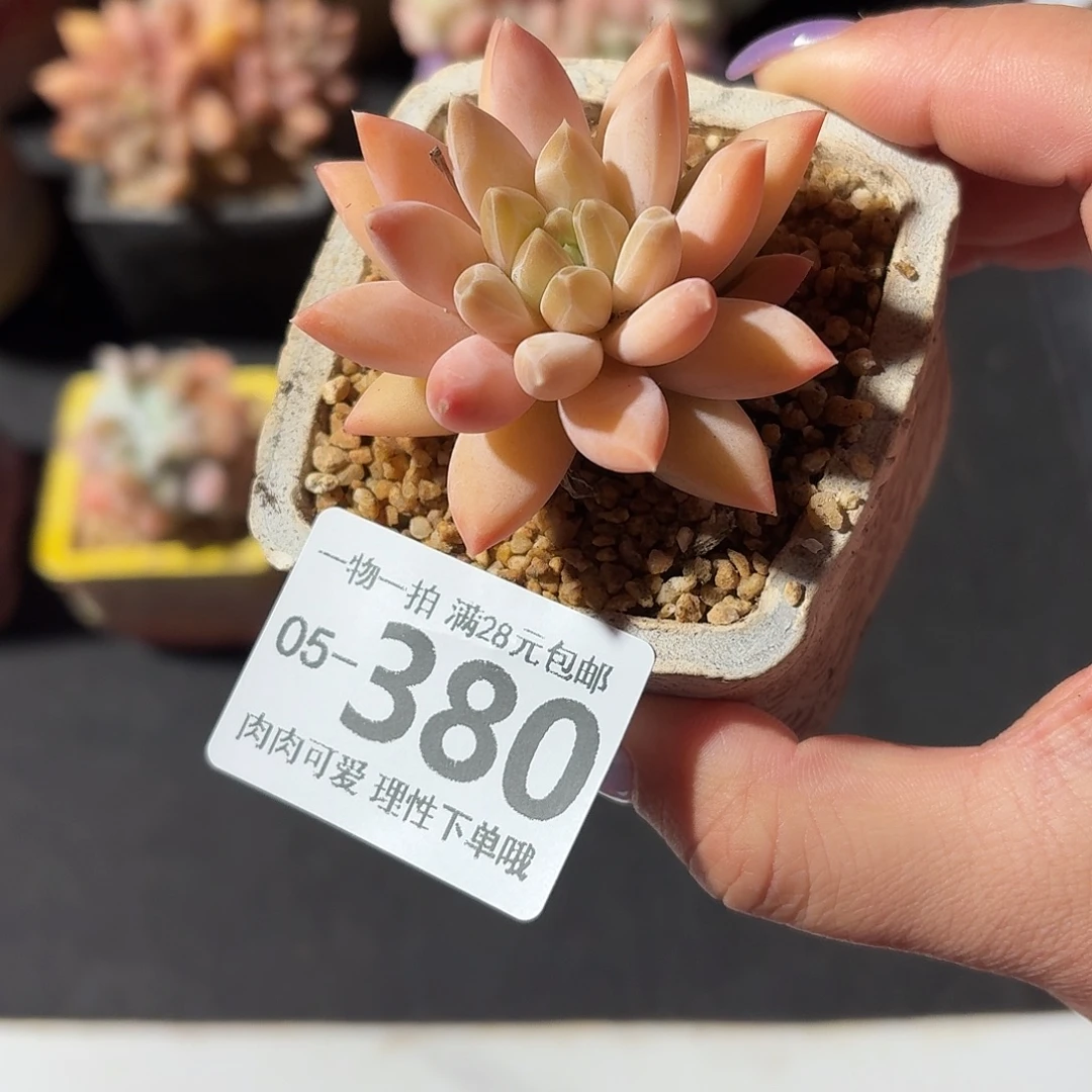 陨石无盆土发货无