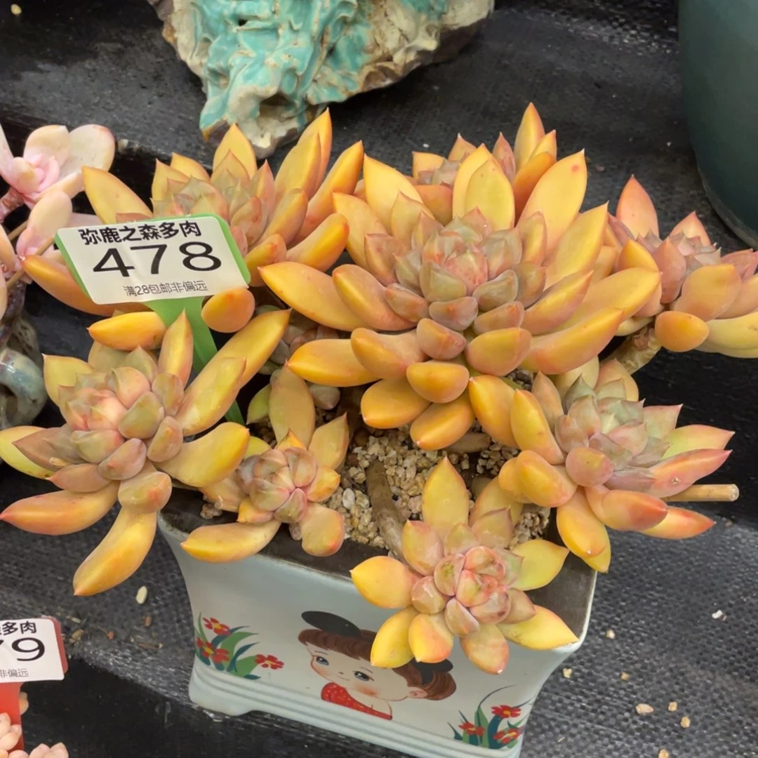 珠***铭弥鹿之森一物一拍