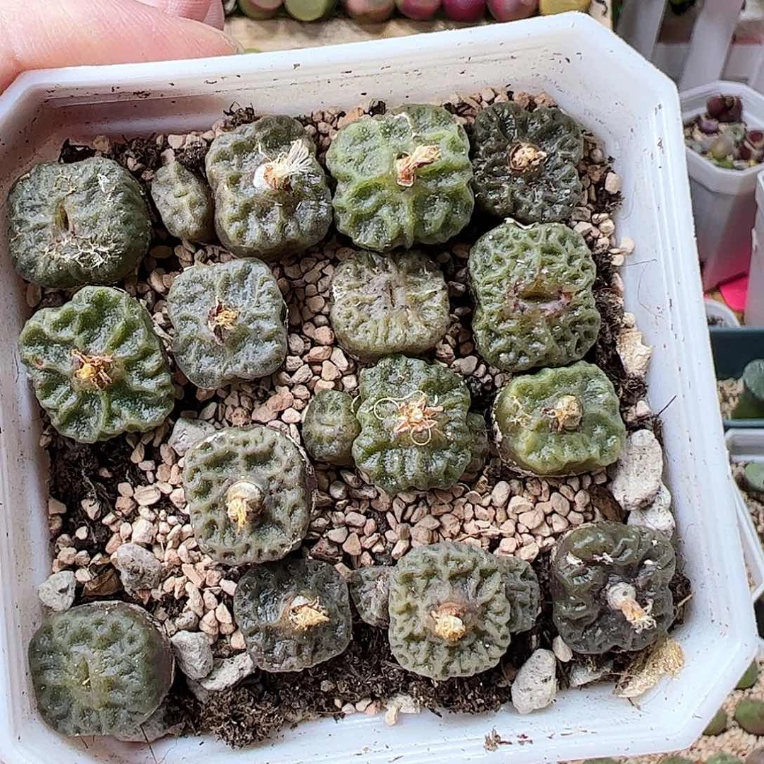 烧麦带盆发…………………………