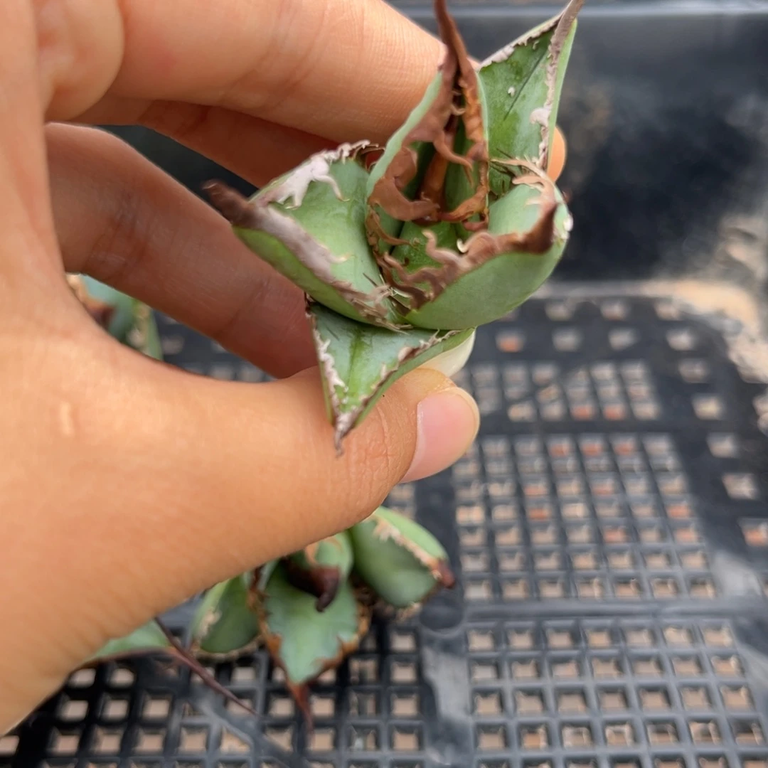 优选 绿肌顶芽 50 一颗