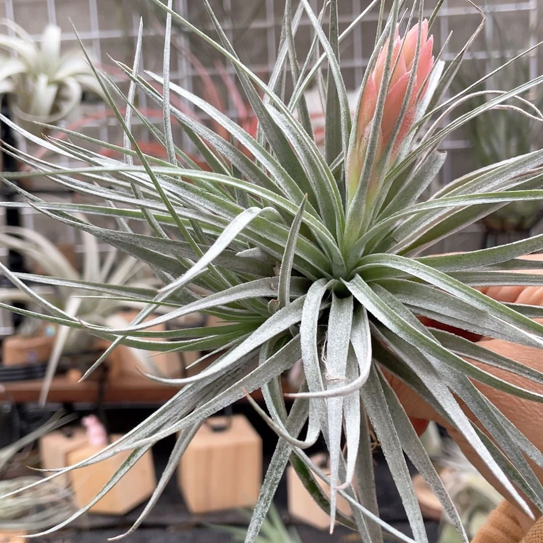 棉花糖47号空气凤梨