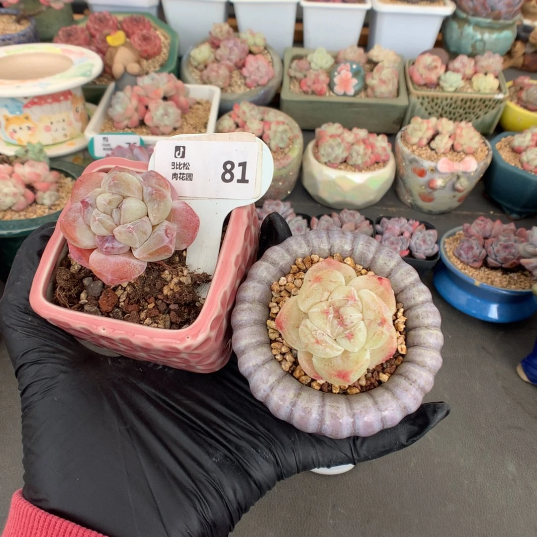 81 特价冰玉石化多肉
