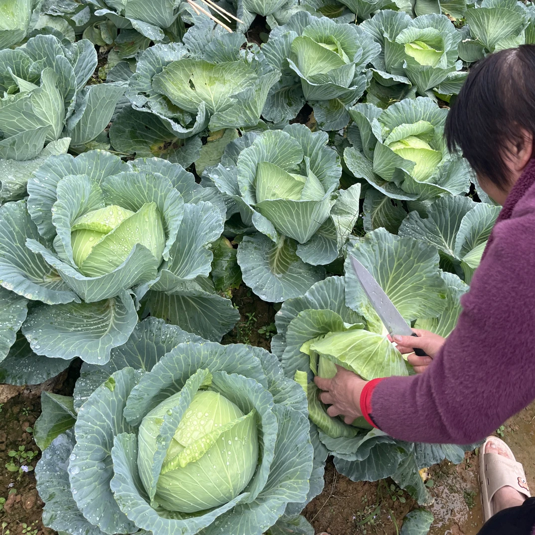 和平林寨青菜时令青菜新鲜采摘