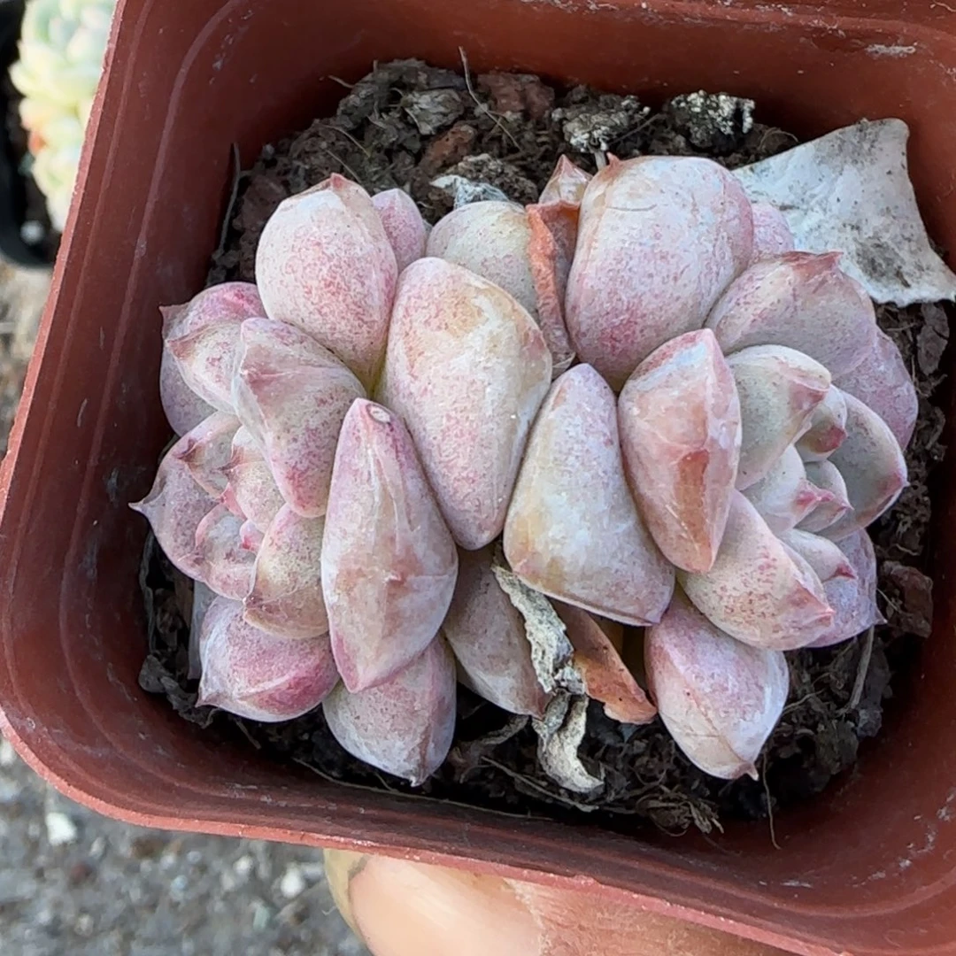 小卡拉米糖心一物一拍