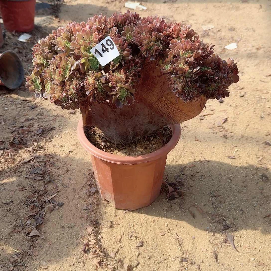 149玫瑰一颗呀呀