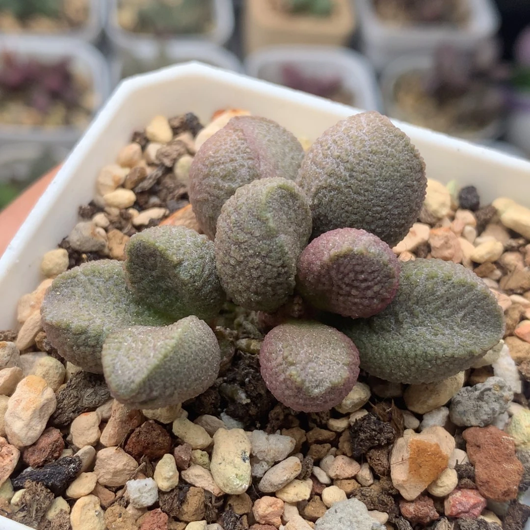 月熙 7方盆一物一拍带盆土发货