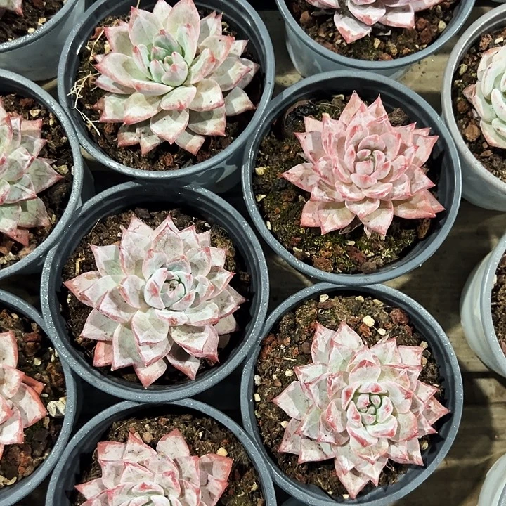 粉蓝鸟      福利多多