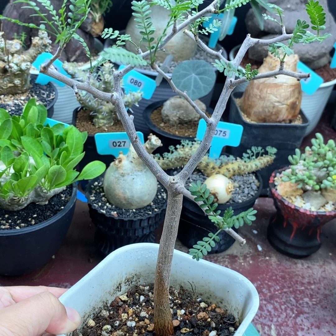 羽叶橄榄多肉植物