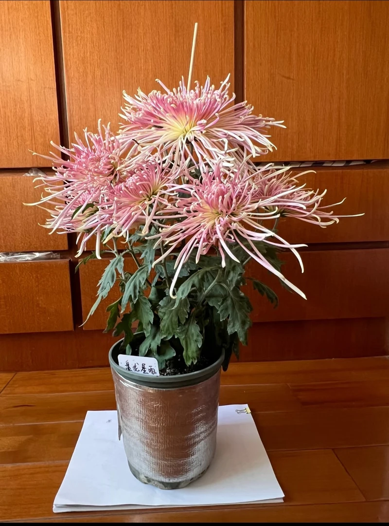 九月菊【盘龙星雨】菊花盆栽 大花富贵菊 好养活