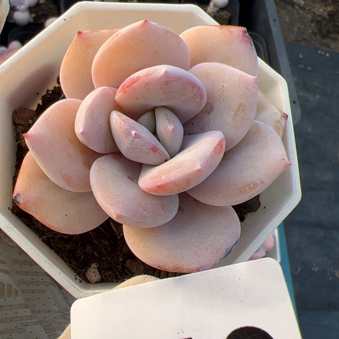 077 多肉植物组合盆栽