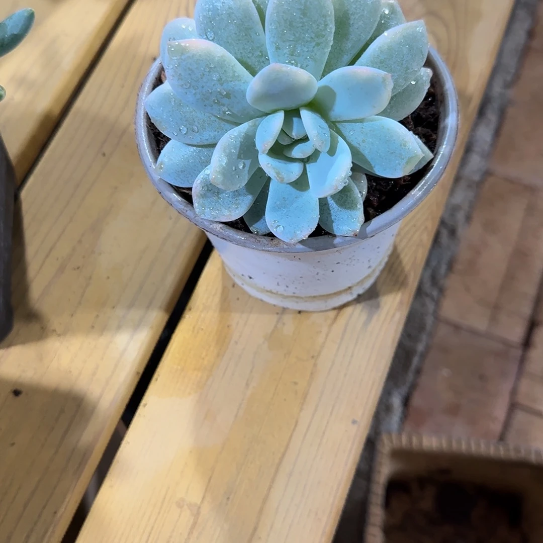 额***0寄养在她身边是个什么