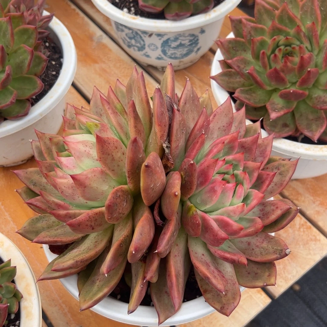 多肉植物阿姆斯壮