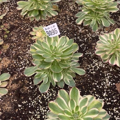 095火龙果不包断枝