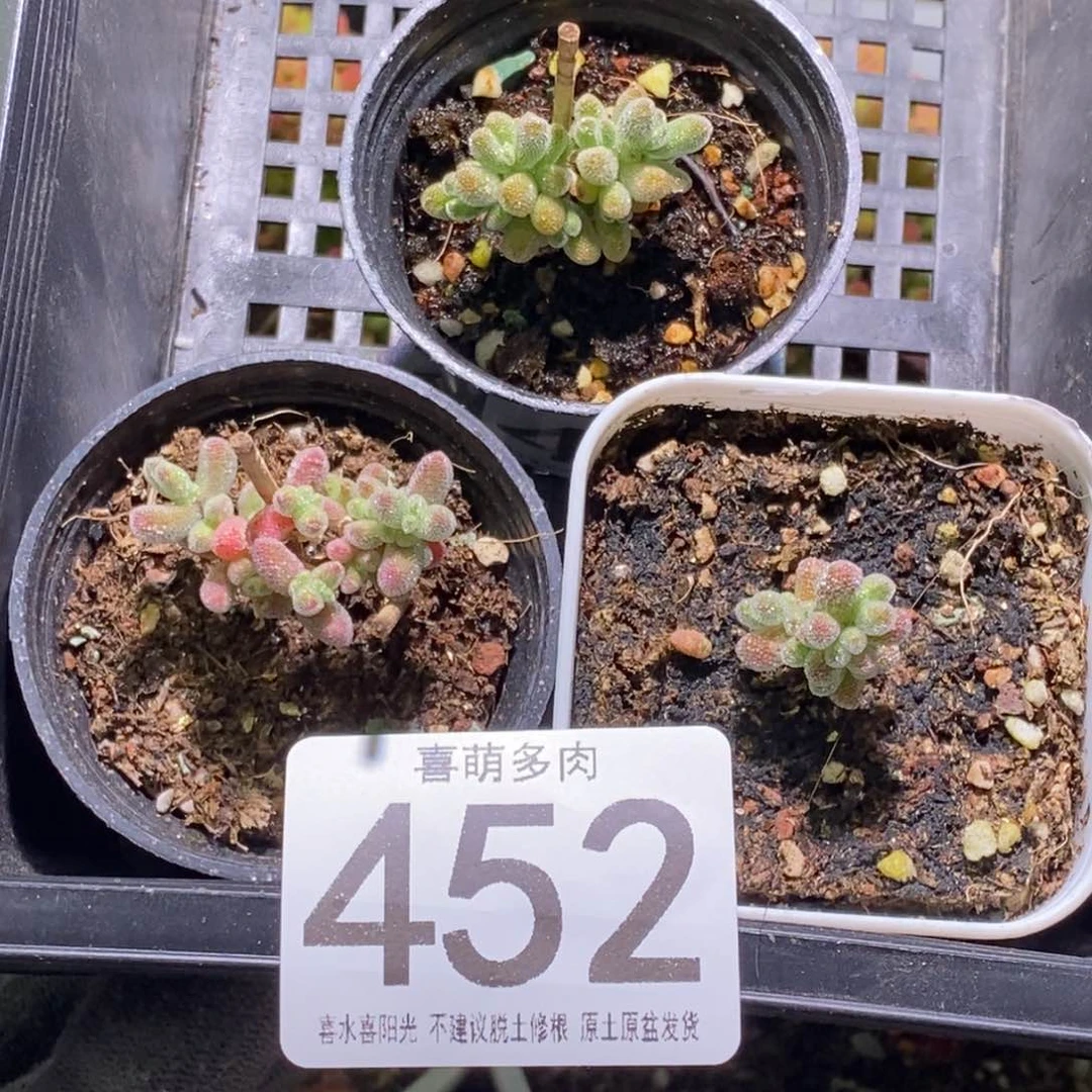 冰晶枝干番杏452 3颗