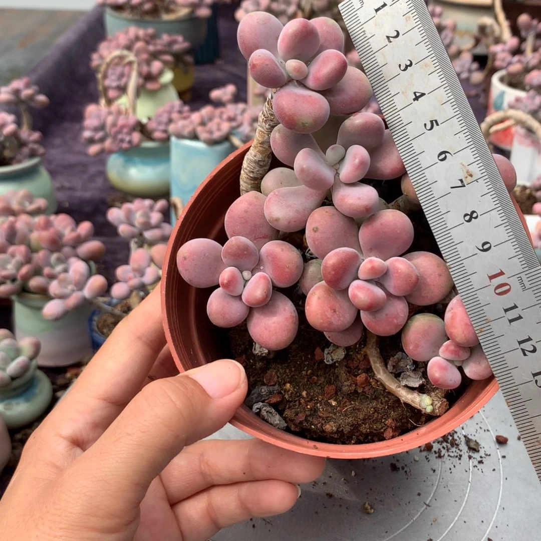 13号不带盆偏远地区不包邮的有瑕疵