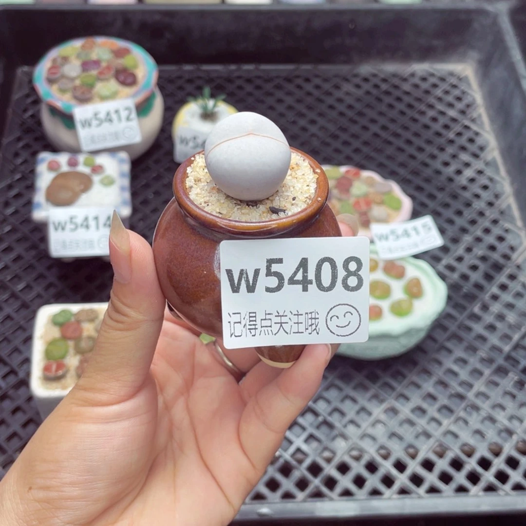 w5408 福利 带盆土发货一物一拍