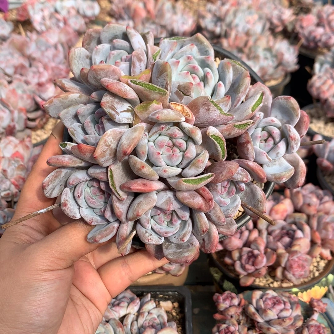 哈哈哈哈哈哈哈30