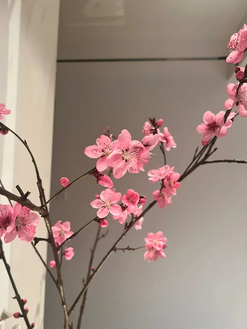 【桃花】A级桃花云南昆明直发水养鲜切花