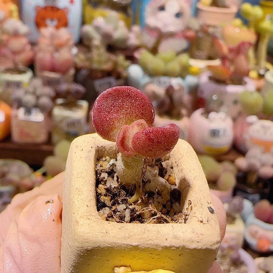 T水泡av。 盆口1.5cm