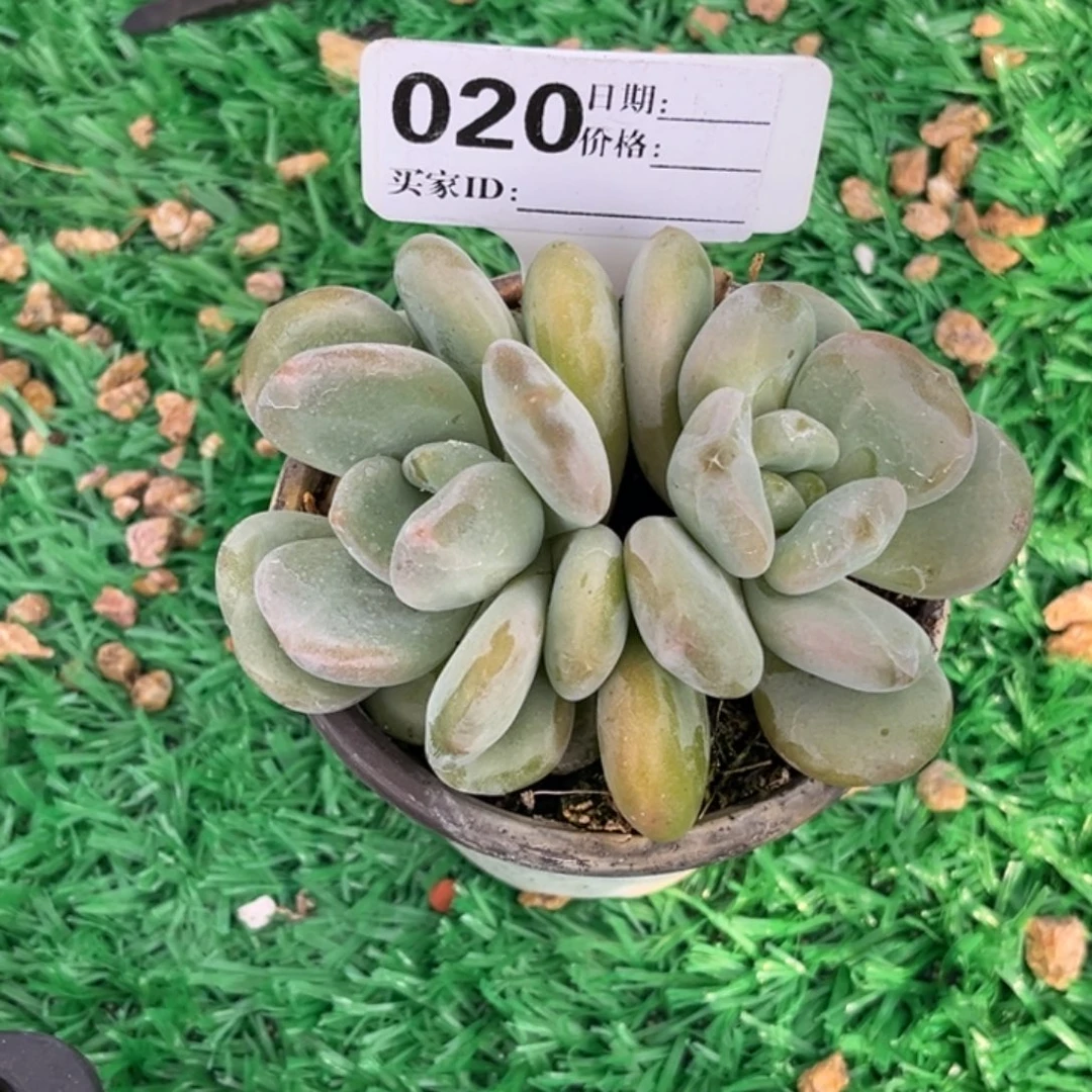 胖系多肉植物双头20