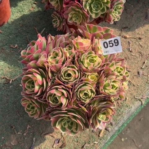 ?****?059白凤朵朵多肉，