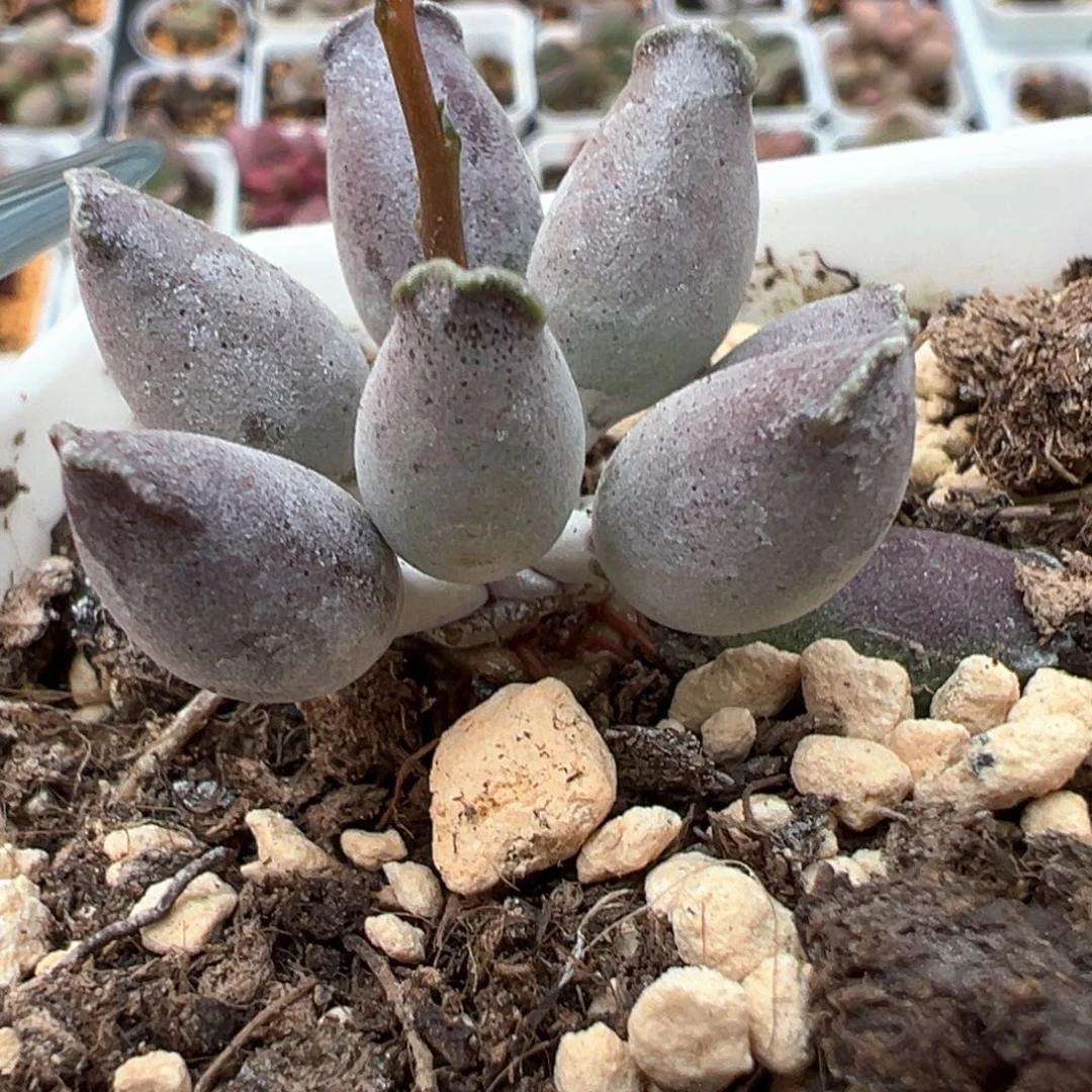 艺妓海豹多肉植物水泡
