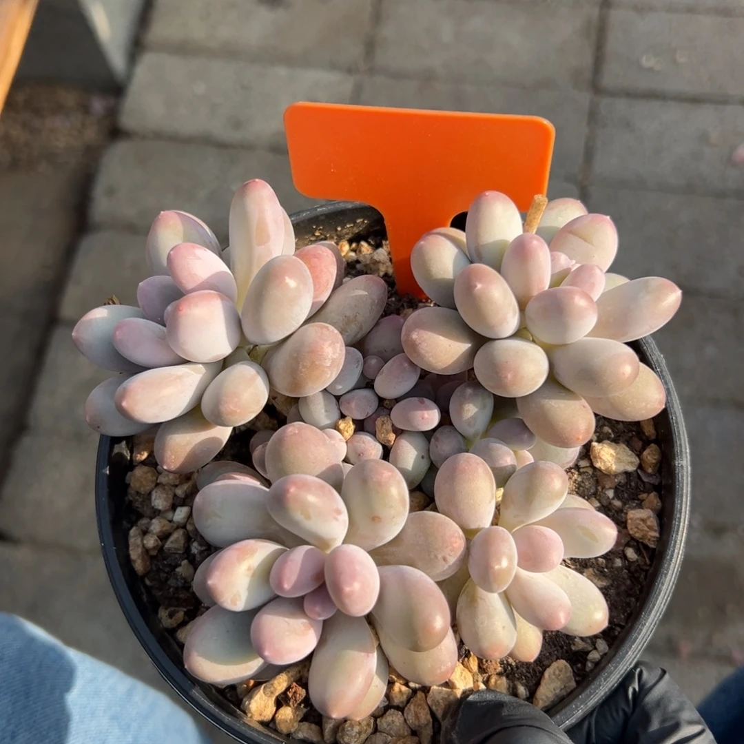 七彩美人11111111111111111