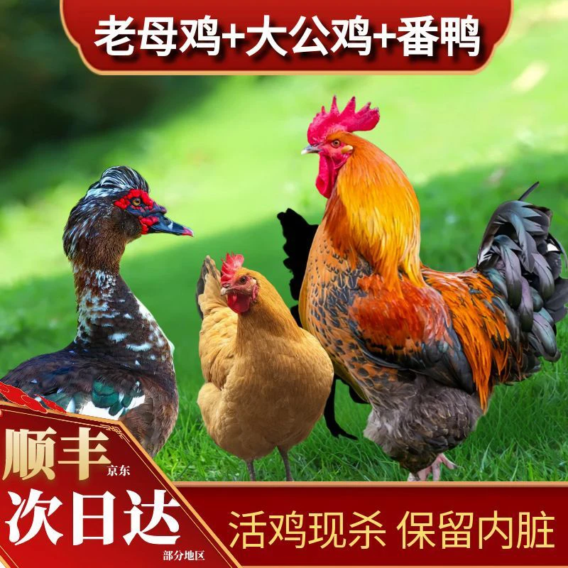 【喜宝家】组合2只老母鸡+赠1只公鸡+赠1只番鸭 到手共4只净重11斤