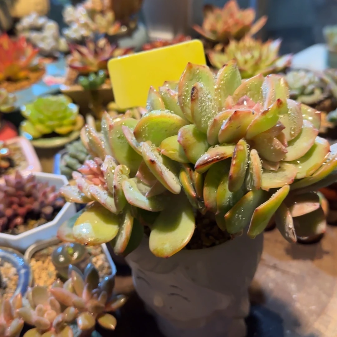 小***妹多肉植物白凤朵朵坠