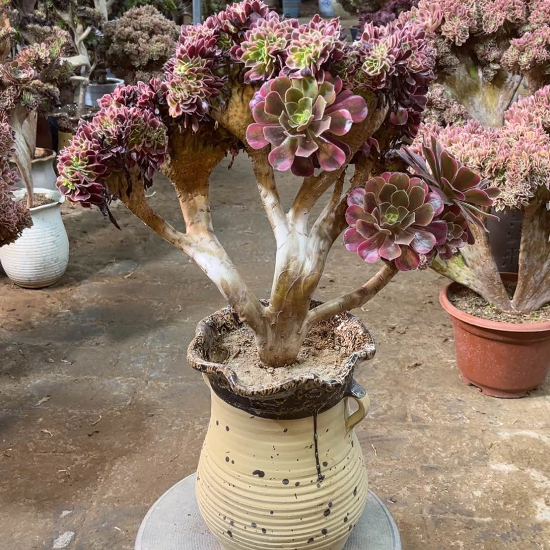 精品法师一物一拍