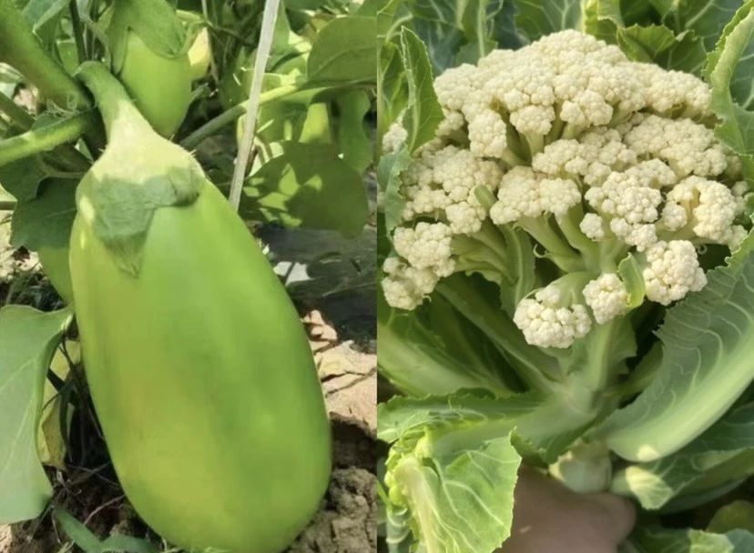 双拼 青茄子花菜双拼菜 新鲜采摘新鲜发货 产地直发