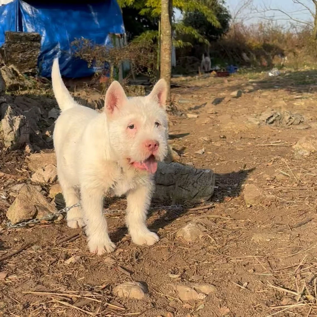 贵州下司犬健康活体