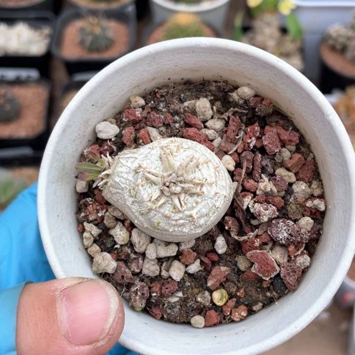 089惠比须笑块根