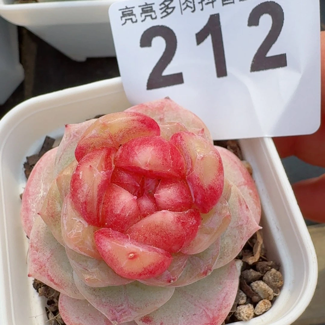 孤品珍妮         多肉植物