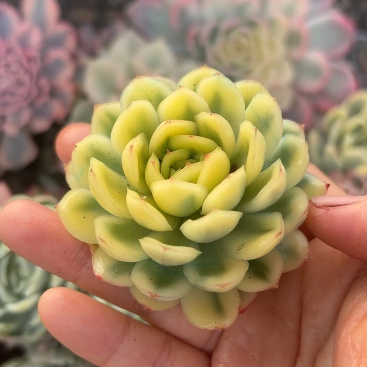 草莓冰锦多肉植物