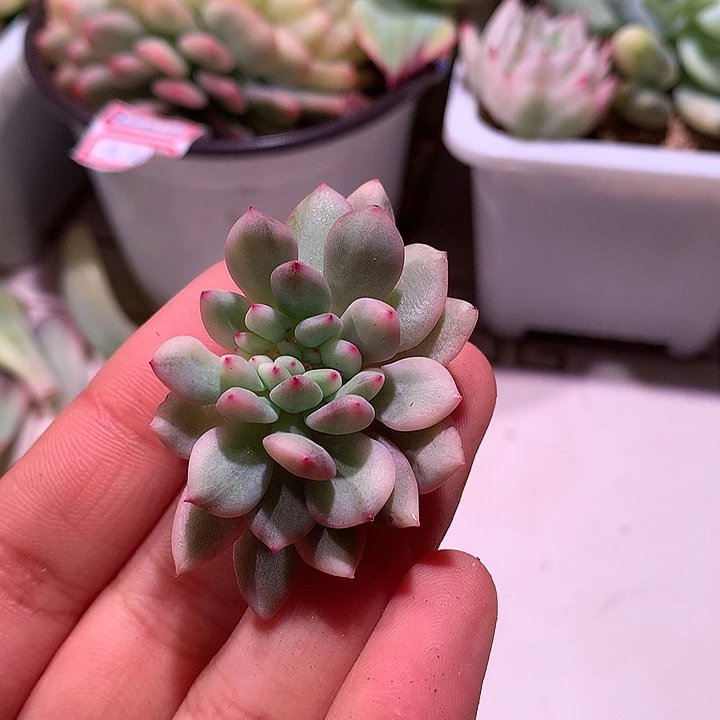 凌雪缀化锦锦锦锦