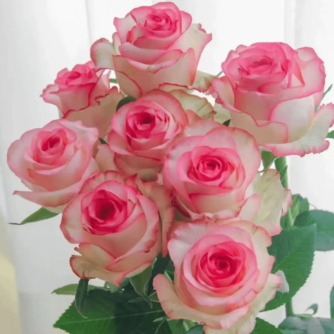 【买5棵送1棵】香水艾莎玫瑰花苗月季花苗盆栽地栽阳台庭院四季开花