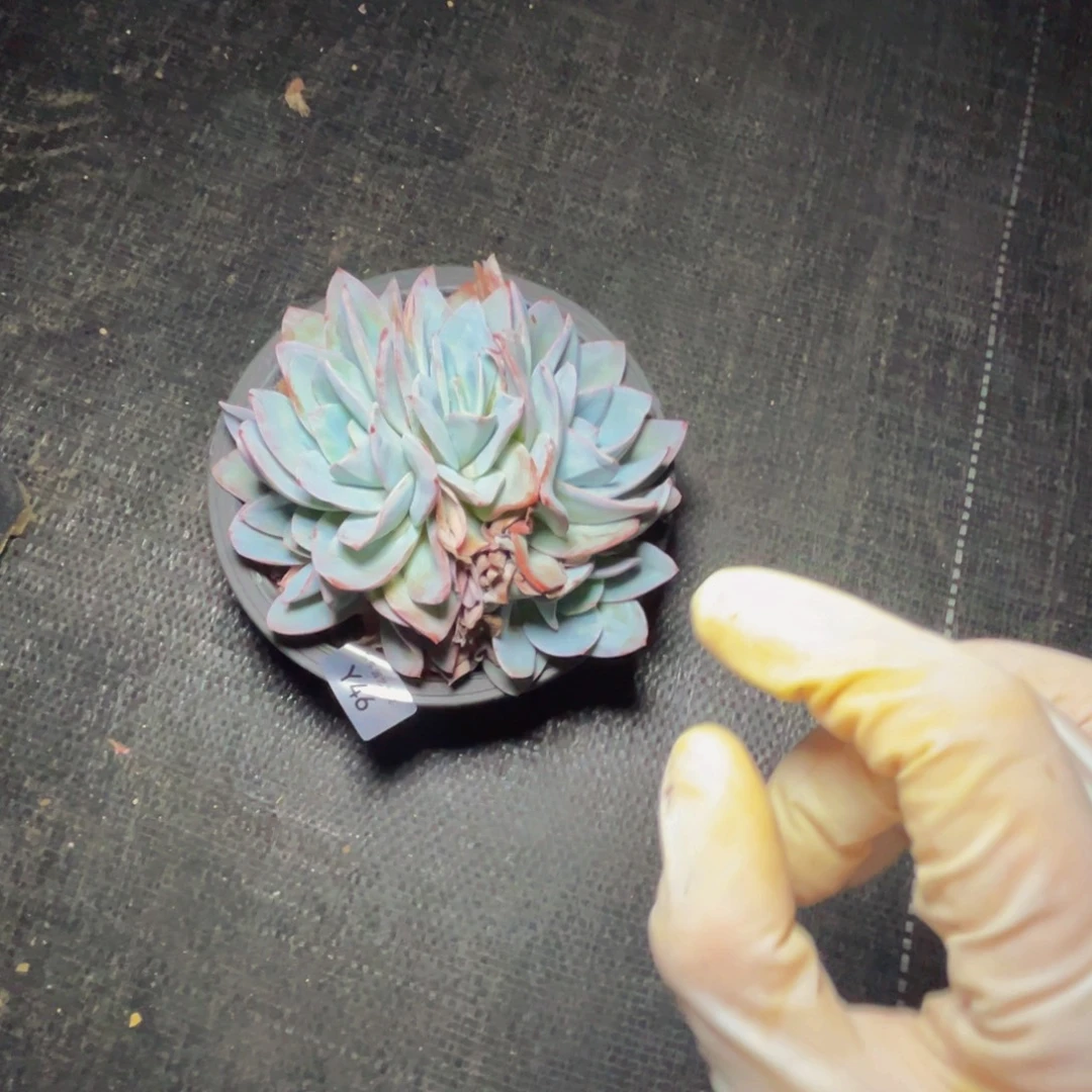 y46布鲁蓝群生yyy