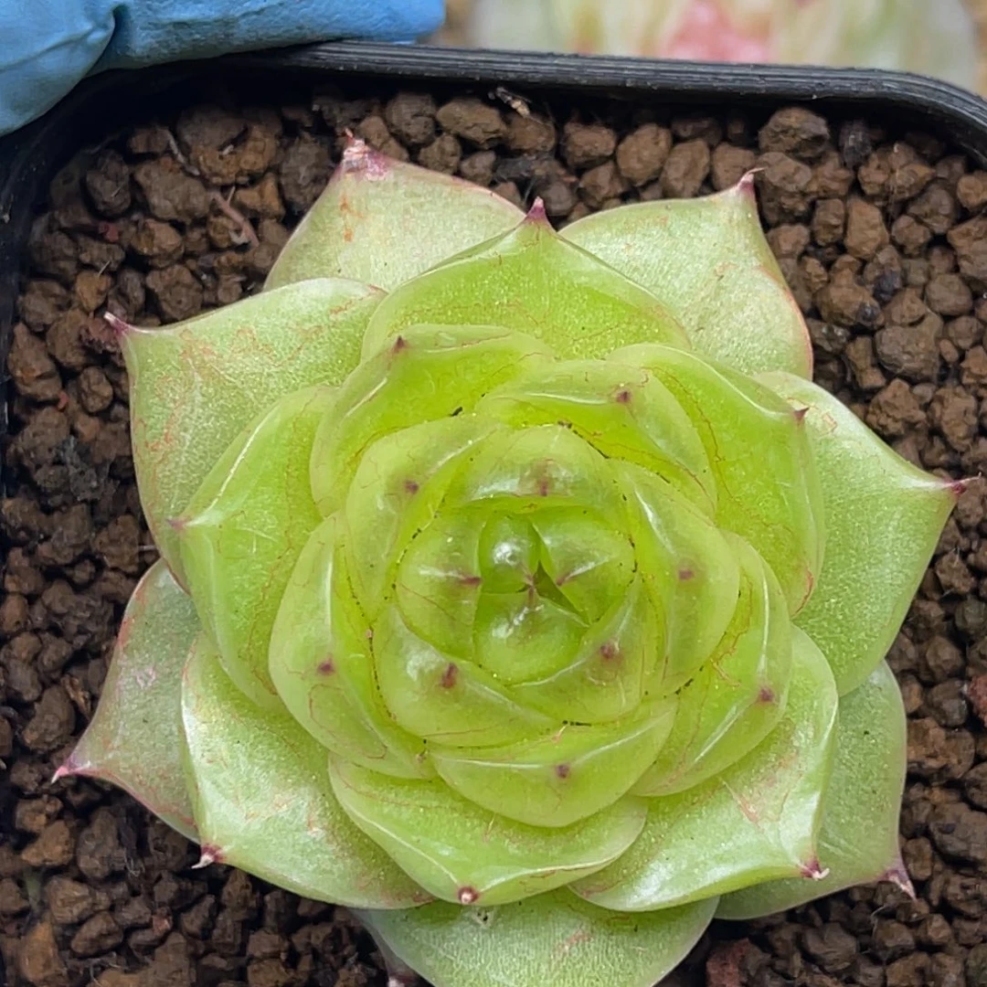 珍妮 单头 6.5杯 多肉植物