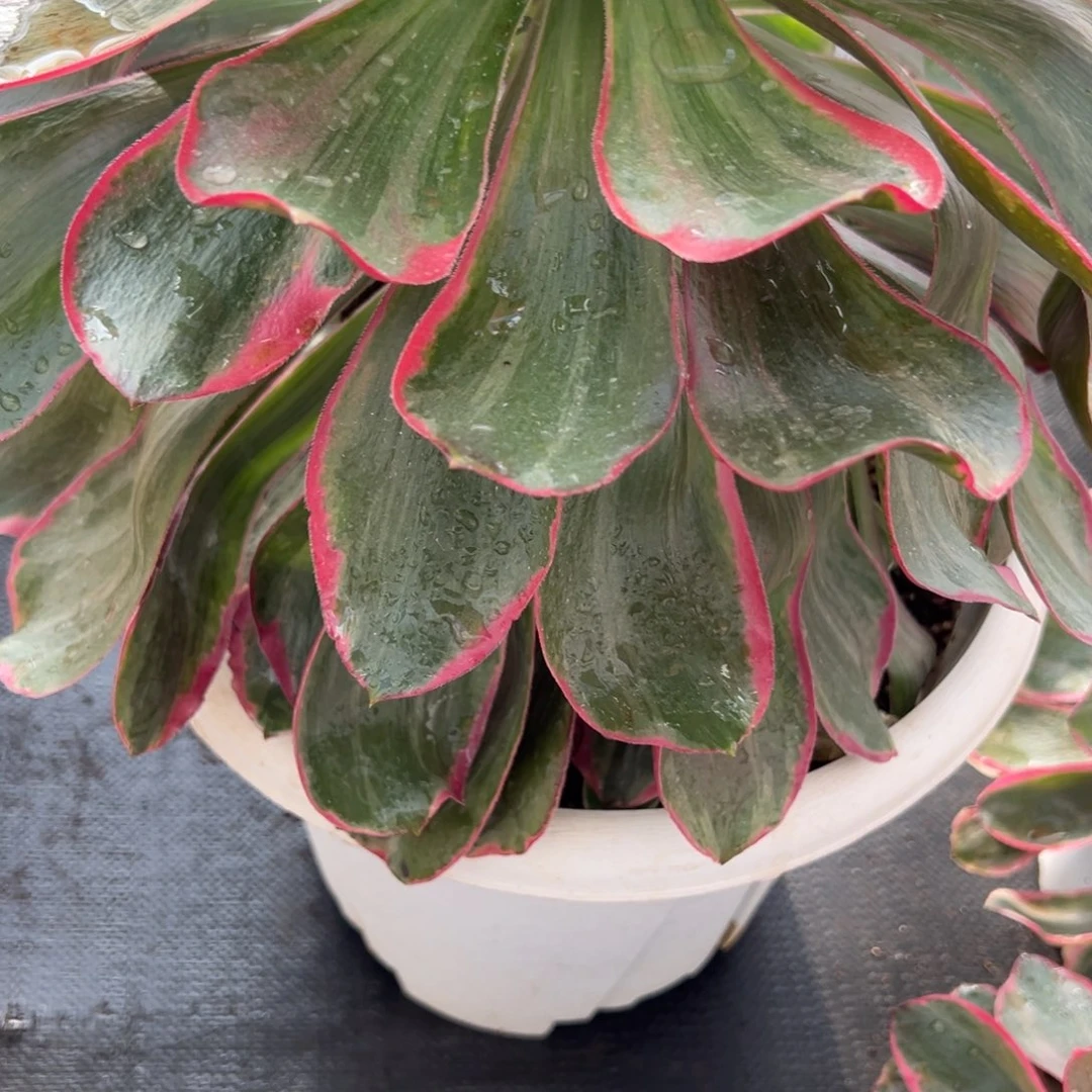 Z***146恶魔之眼多肉多肉