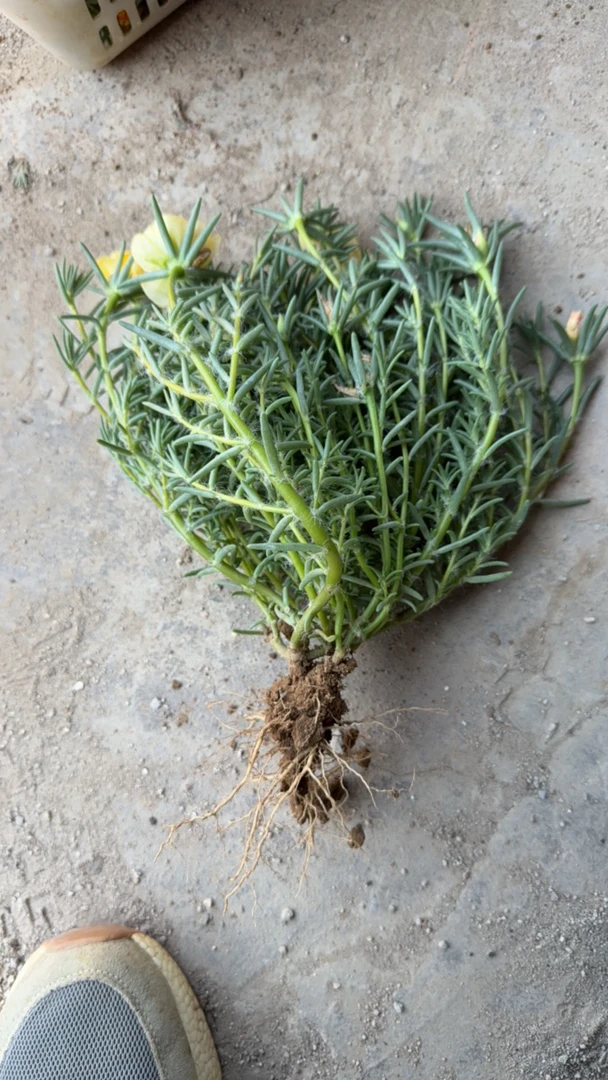 籽播重瓣太阳花喜阳不喜水恢复期一个星期直接晒太阳