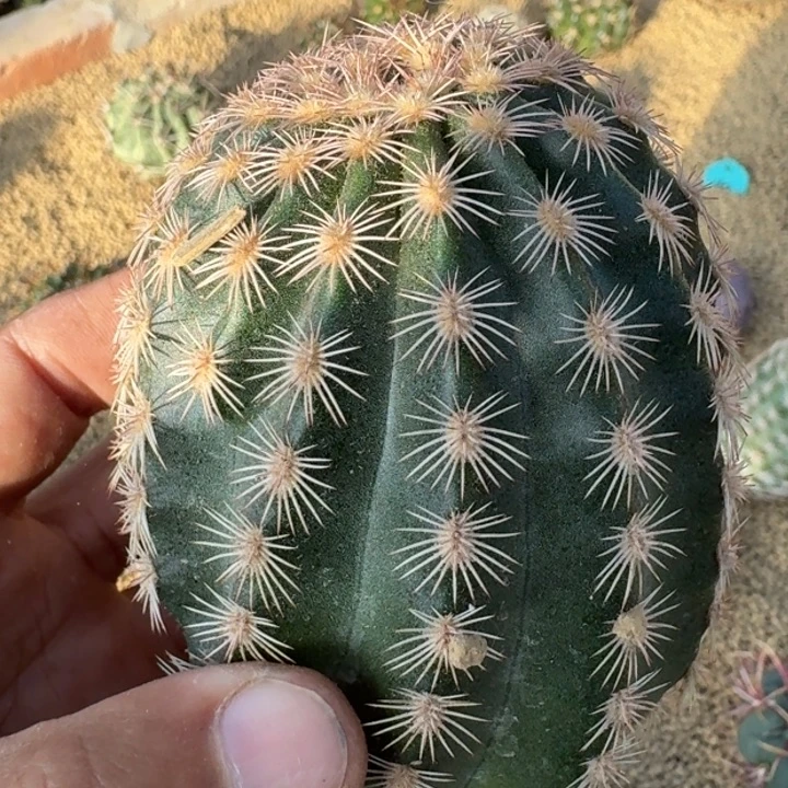 御旗虾无根6666666