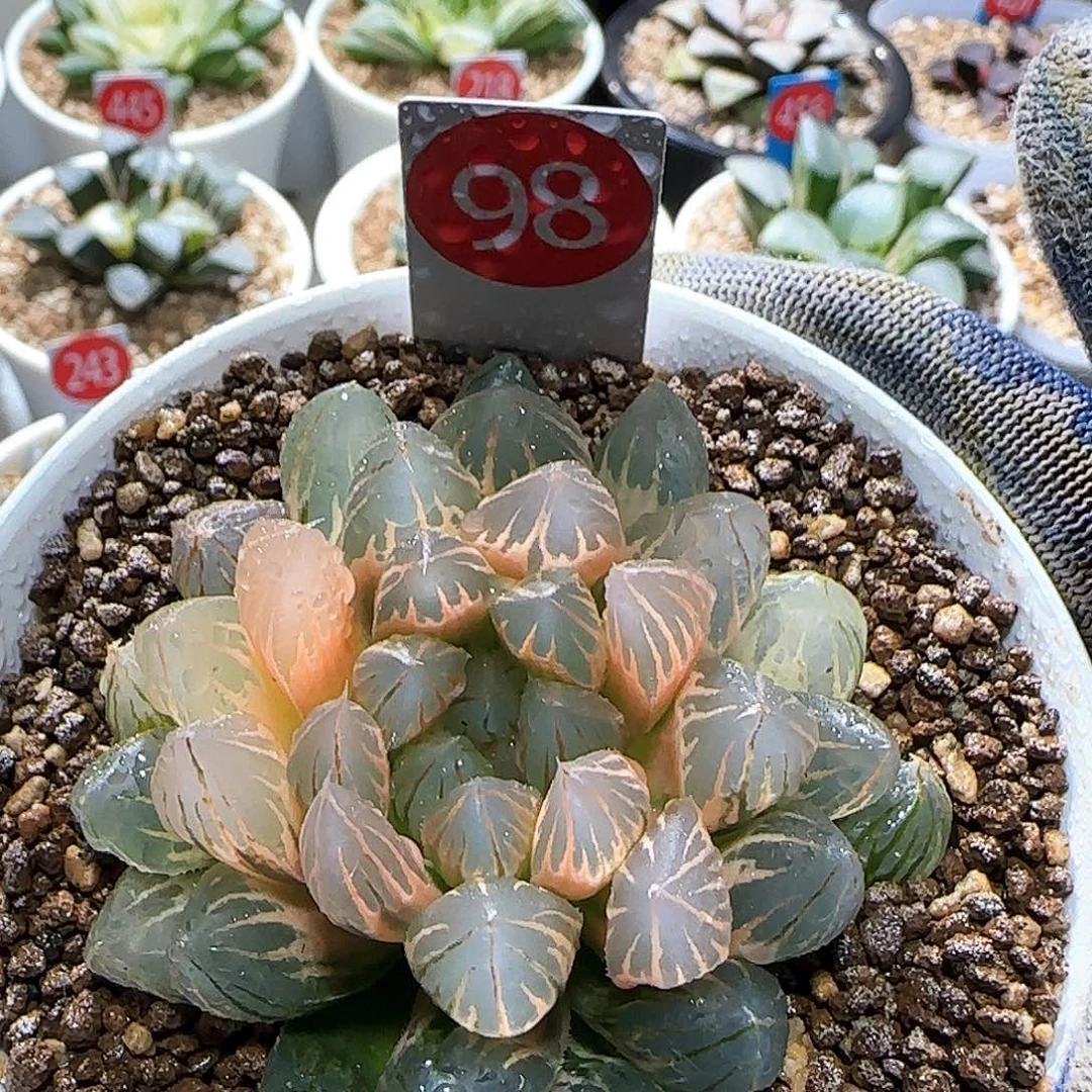 98号糊斑霓虹灯 6.5 厘米左右一物一拍带盆发货