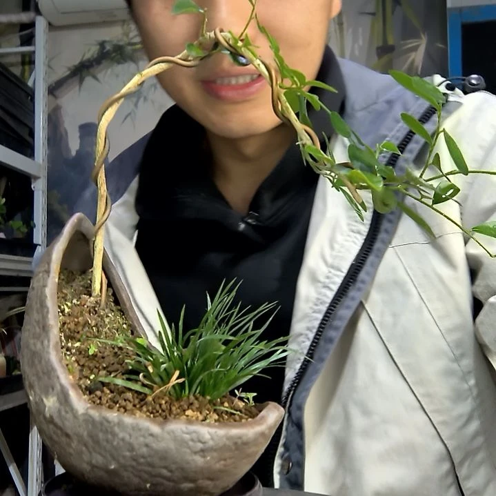 爱****骨中青园艺一物一拍89