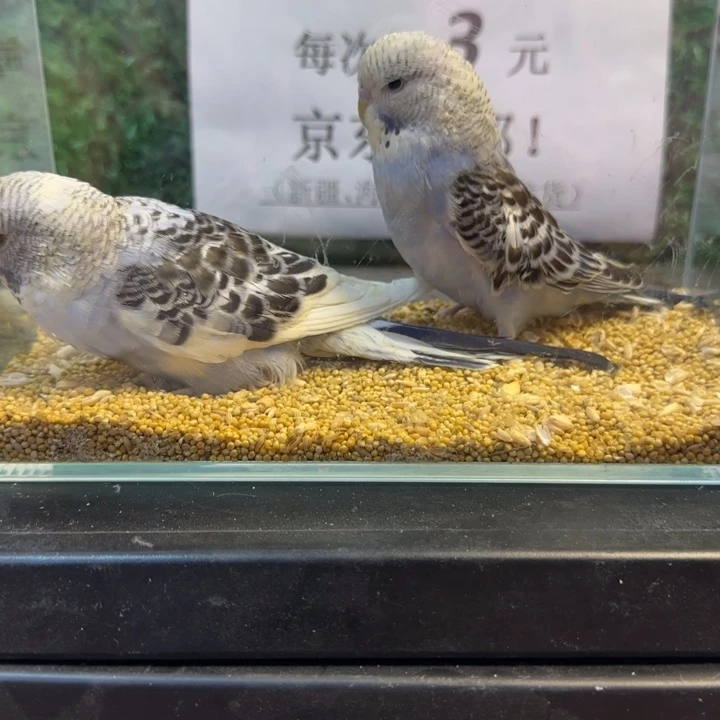 虎皮鹦鹉大头虎皮鹦鹉