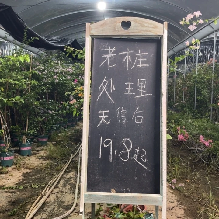 无花朵三角梅三角梅60