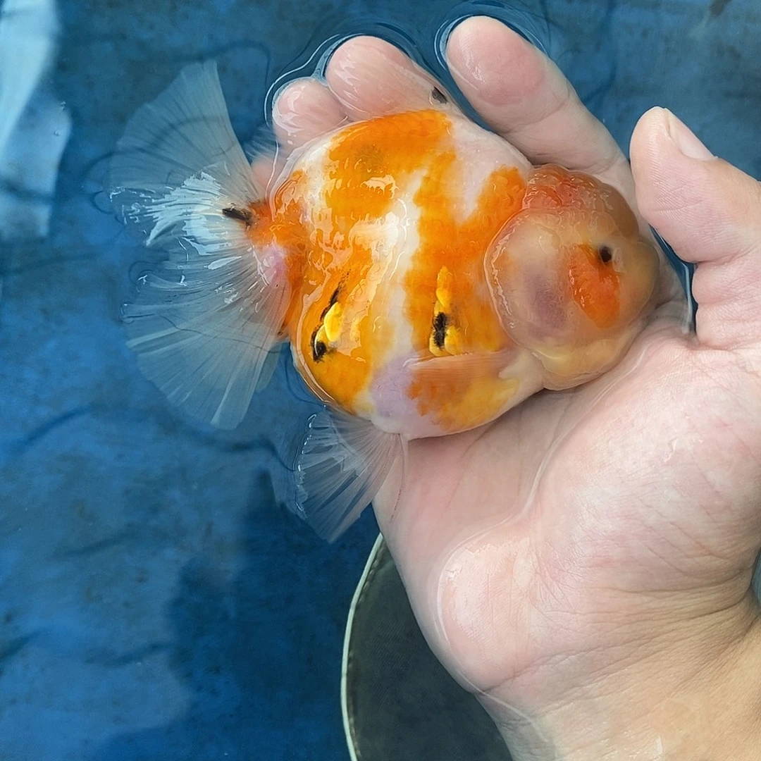 金鱼兰寿泰狮金鱼活体